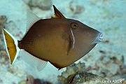 Sufflamen albicaudatus baliste a queue blanche-St Johns Umm Arrouck-26m-20121023-Denis-ADER-DSC_2534_tn